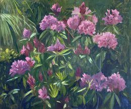 Rhododendrons in the morning light
