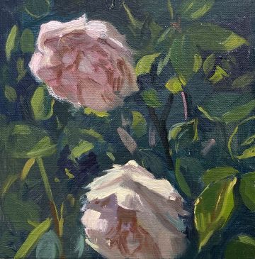 Sunlight on David Austen Roses in the garden